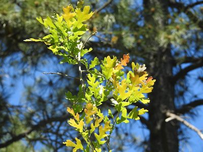 Quercus gambelii, photographed by Rachel Stringham