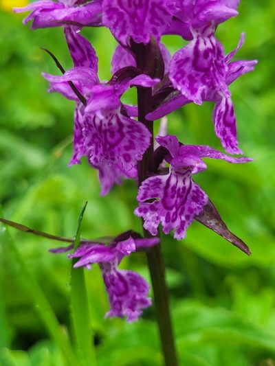 Dactylorhiza euxina, photographed by Jacek Pietruszewski