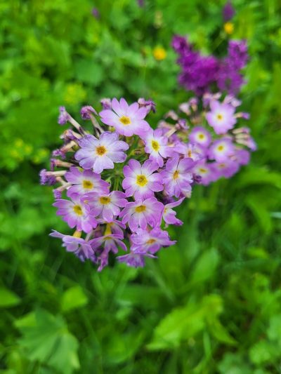 Primula auriculata, photographed by Jacek Pietruszewski