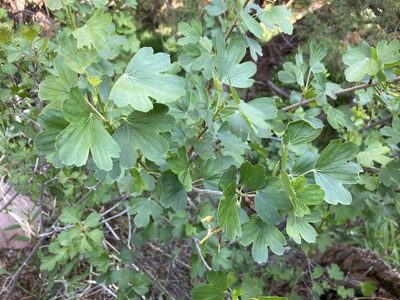 Ribes aureum