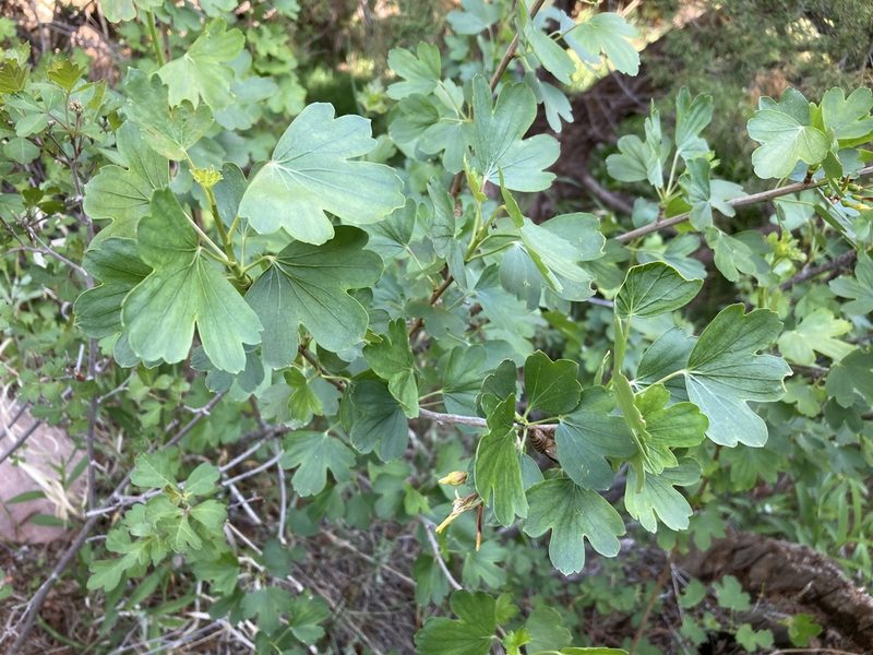 Ribes aureum, photographed by Cecelia Alexander