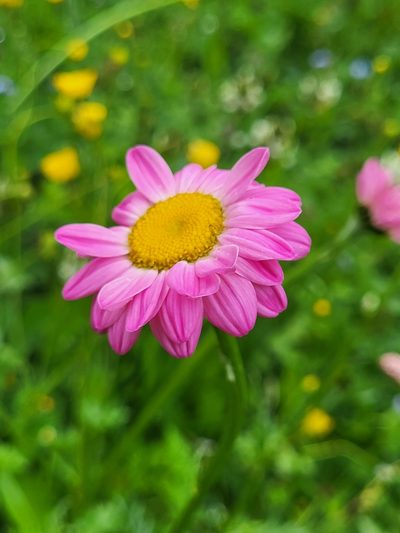 Tanacetum coccineum, photographed by Jacek Pietruszewski