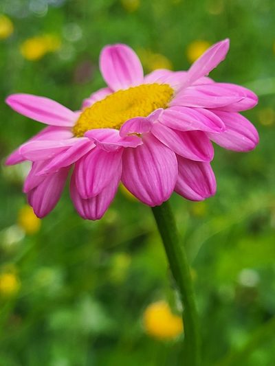 Tanacetum coccineum, photographed by Jacek Pietruszewski