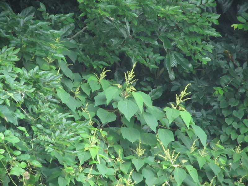 Mallotus japonicus, photographed by Luka S. (someplant)