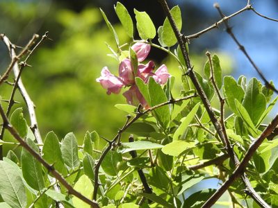 Robinia neomexicana