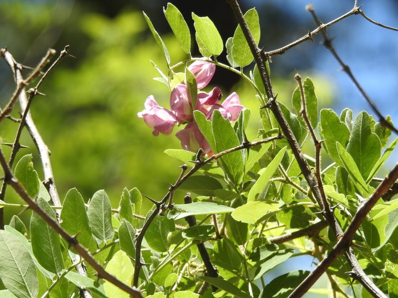 Robinia neomexicana, photographed by Rachel Stringham