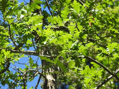 Quercus gambelii, photographed by Rachel Stringham