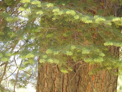 Abies concolor, photographed by Rachel Stringham
