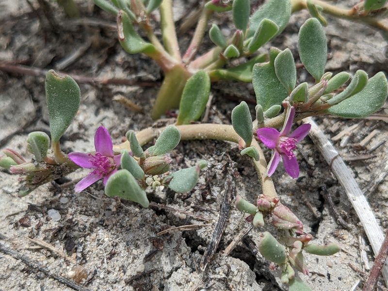 Sesuvium verrucosum, photographed by Alaina Krakowiak