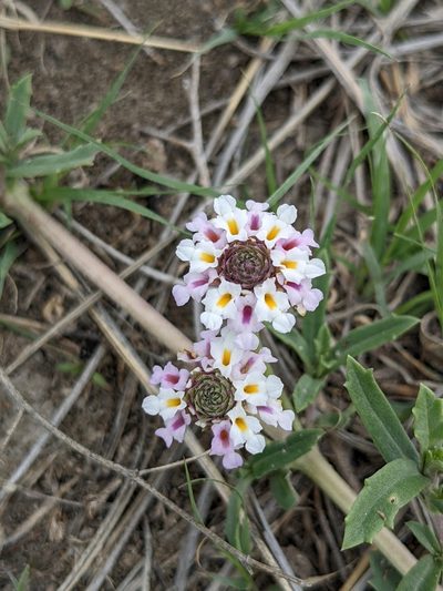 Phyla cuneifolia, photographed by Alaina Krakowiak