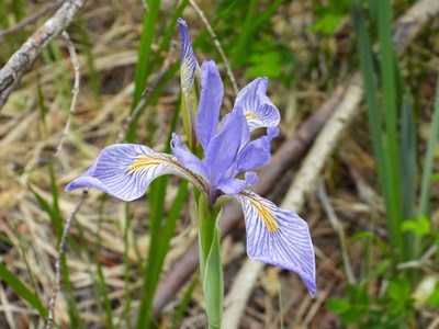 Iris missouriensis, photographed by James M. Maley
