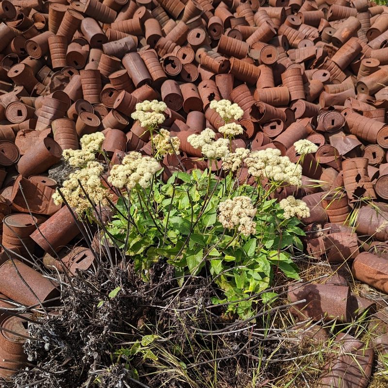 Eriogonum compositum, photographed by Dominic Gentilcore