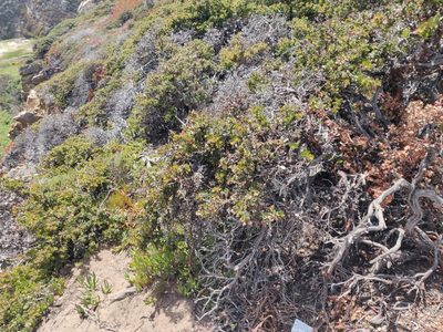 Arctostaphylos edmundsii, photographed by Alexander Wentworth
