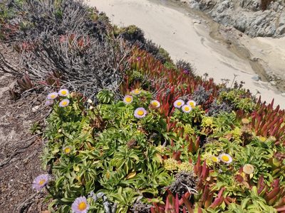 Erigeron glaucus, photographed by Alexander Wentworth