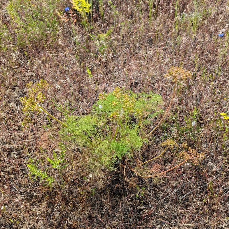 Lomatium klickitatense, photographed by Dominic Gentilcore