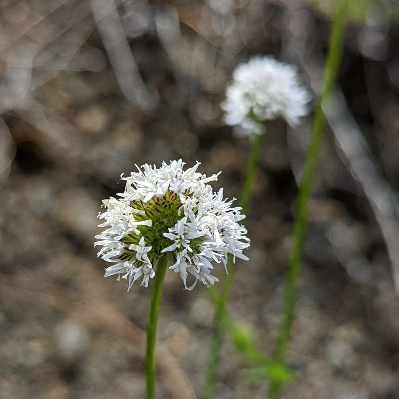 Gilia capitata, photographed by Dominic Gentilcore