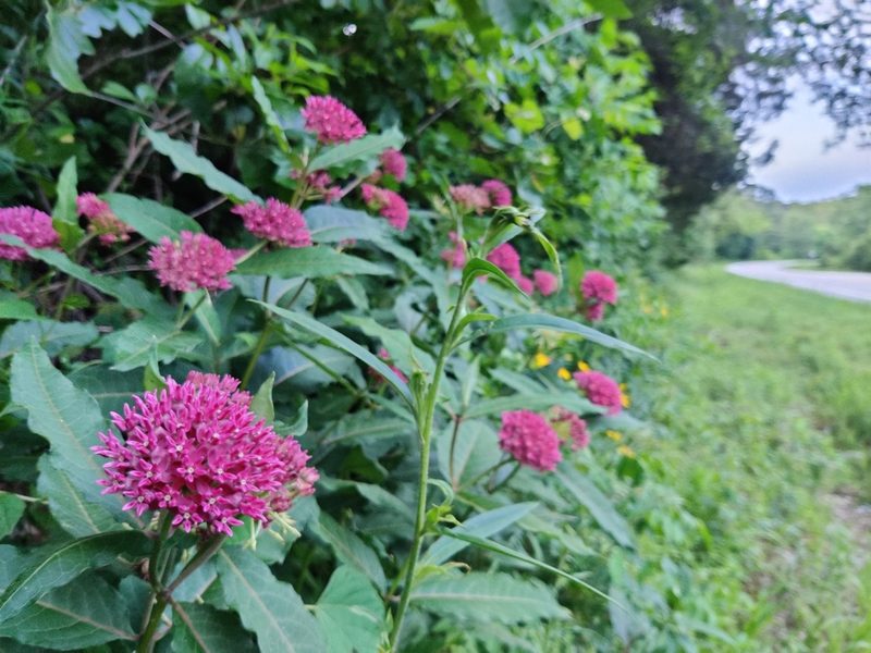 Asclepias purpurascens, photographed by Scott Allen Davis