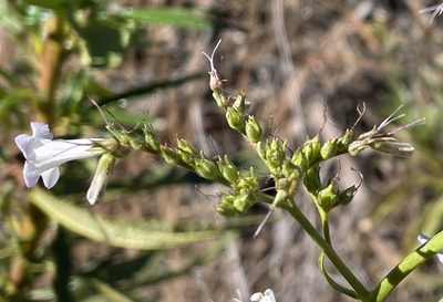 Eriodictyon californicum
