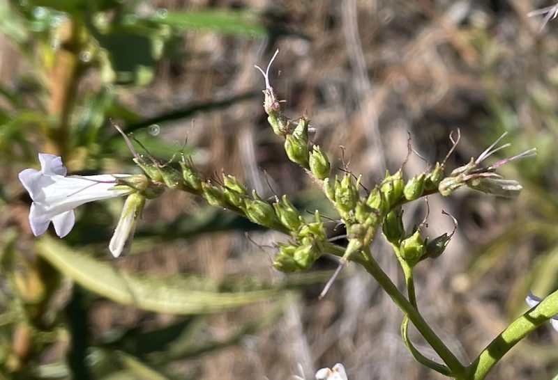Eriodictyon californicum, photographed by Henrik Kibak