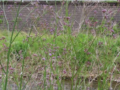 Verbena brasiliensis, photographed by mami_t_t