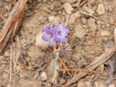 Phacelia vallis-mortae, photographed by James M. Maley