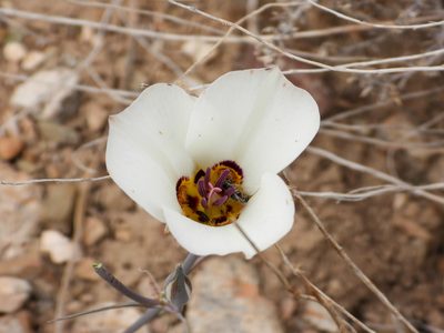 Calochortus bruneaunis, photographed by James M. Maley