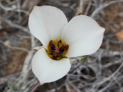 Calochortus bruneaunis, photographed by James M. Maley
