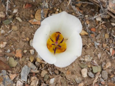 Calochortus bruneaunis, photographed by James M. Maley