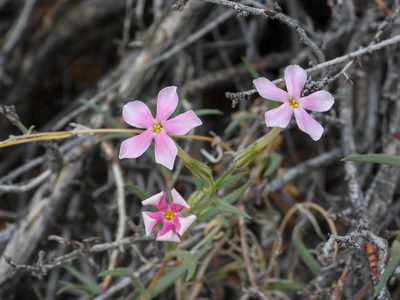 Phlox longifolia