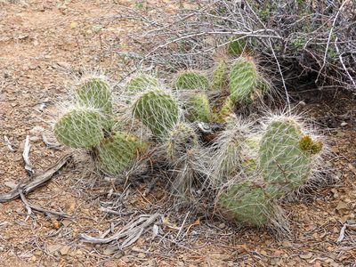 Opuntia polyacantha, photographed by James M. Maley