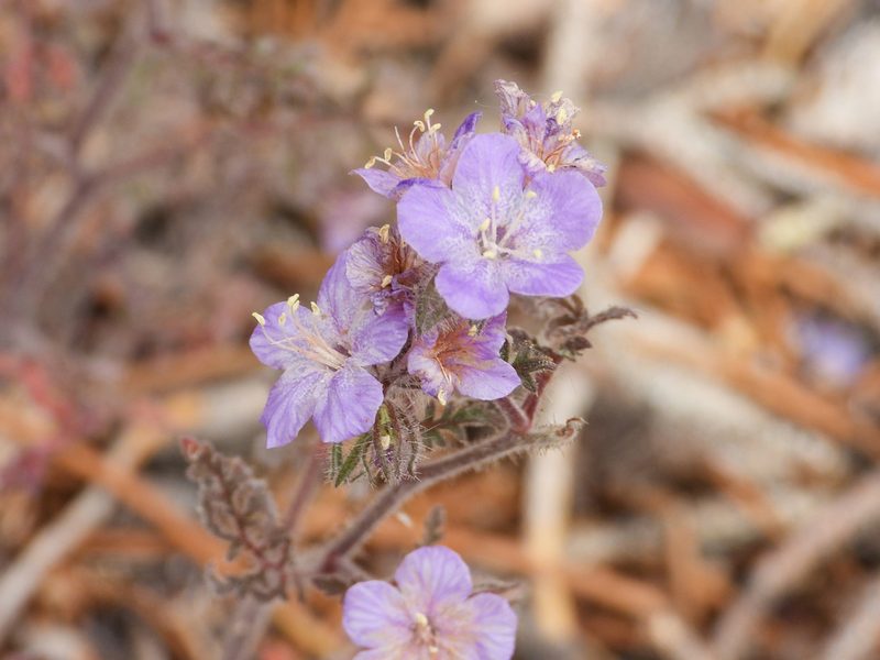 Phacelia vallis-mortae, photographed by James M. Maley