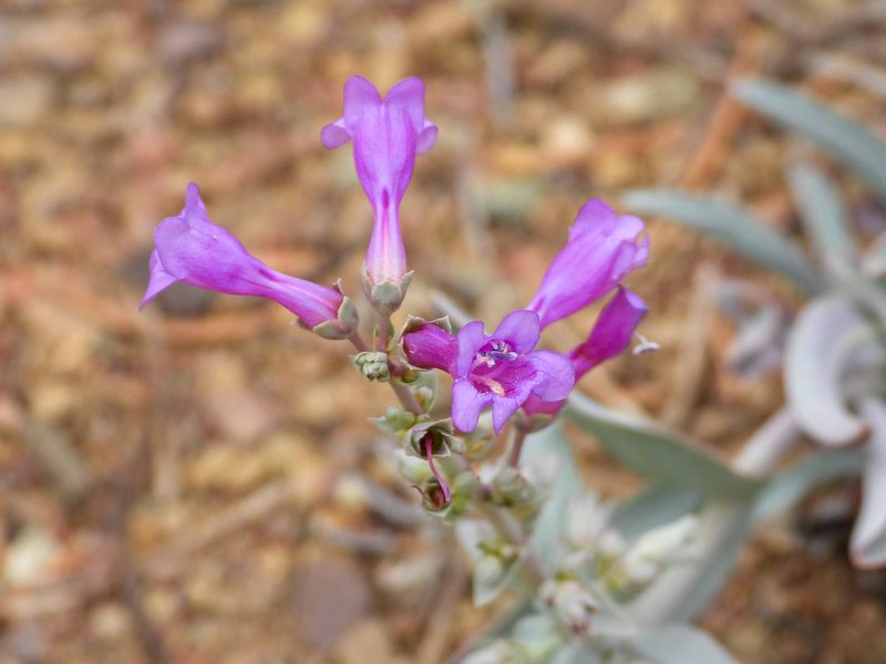 Penstemon patens, photographed by James M. Maley