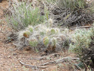 Opuntia polyacantha, photographed by James M. Maley