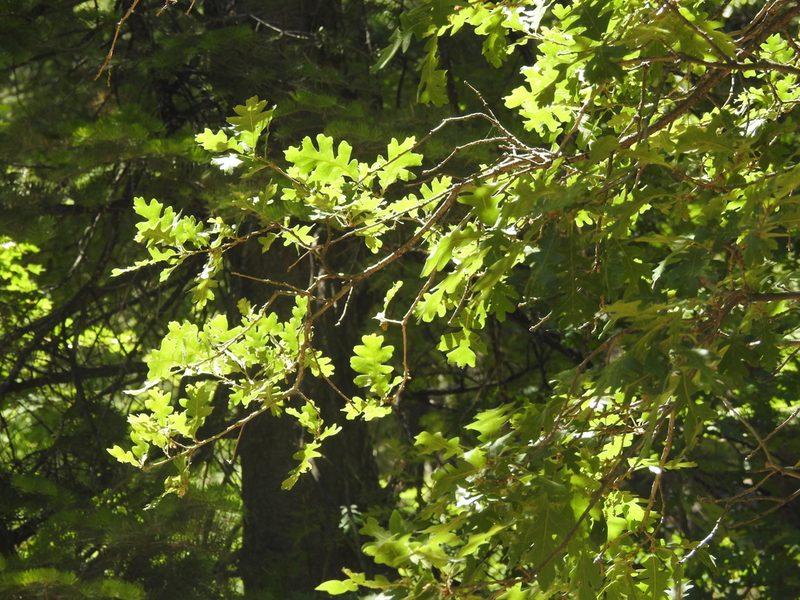 Quercus gambelii, photographed by Rachel Stringham