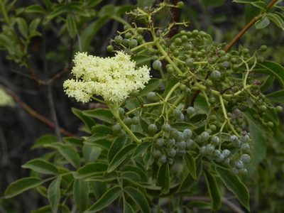 Sambucus cerulea