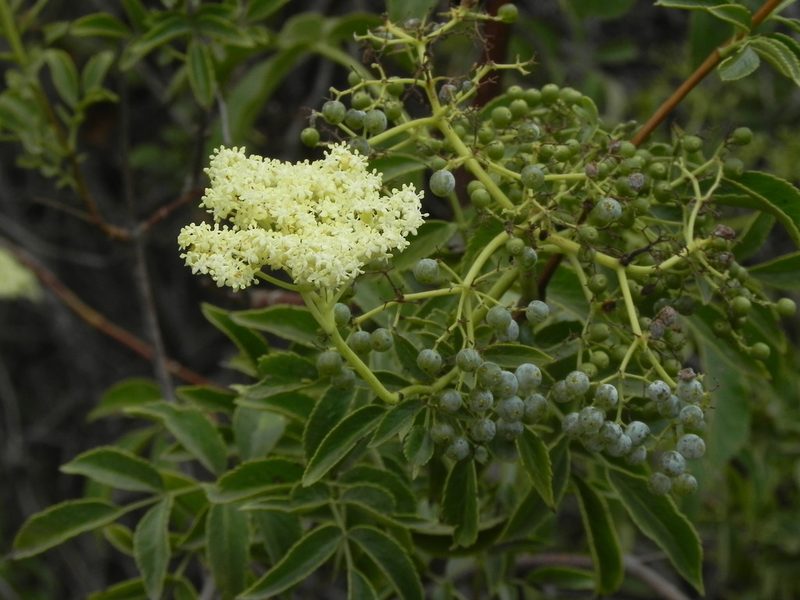 Sambucus cerulea, photographed by James C. Davis