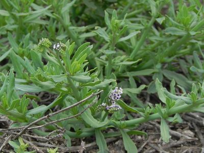 Heliotropium curassavicum
