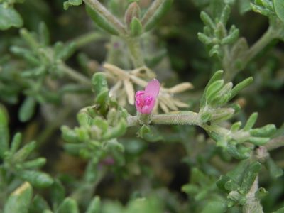 Frankenia salina, photographed by James C. Davis