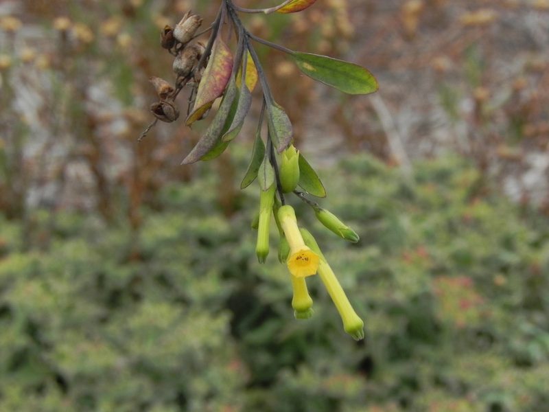 Nicotiana glauca, photographed by James C. Davis