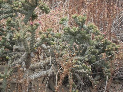 Cylindropuntia prolifera, photographed by James C. Davis