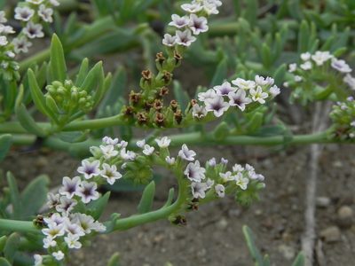 Heliotropium curassavicum, photographed by James C. Davis
