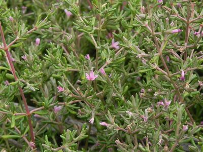 Frankenia salina, photographed by James C. Davis
