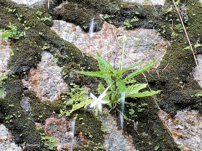 Hippobroma longiflora, photographed by Ong Jyh Seng