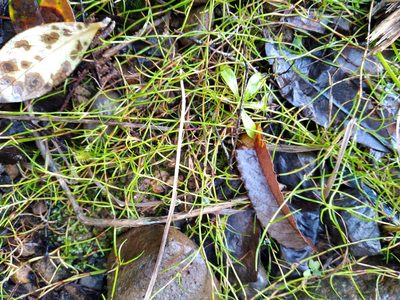 Schoenus maschalinus, photographed by Leon Perrie