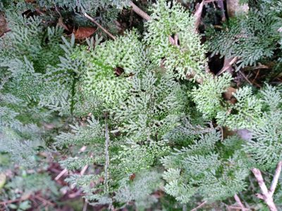 Hymenophyllum flexuosum, photographed by Leon Perrie