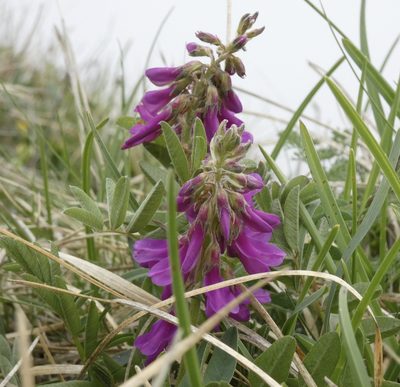 Hedysarum hedysaroides, photographed by Jochen Essig