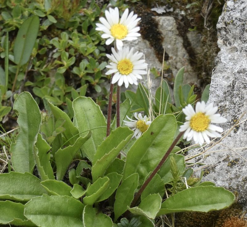 Aster bellidiastrum, photographed by Jochen Essig