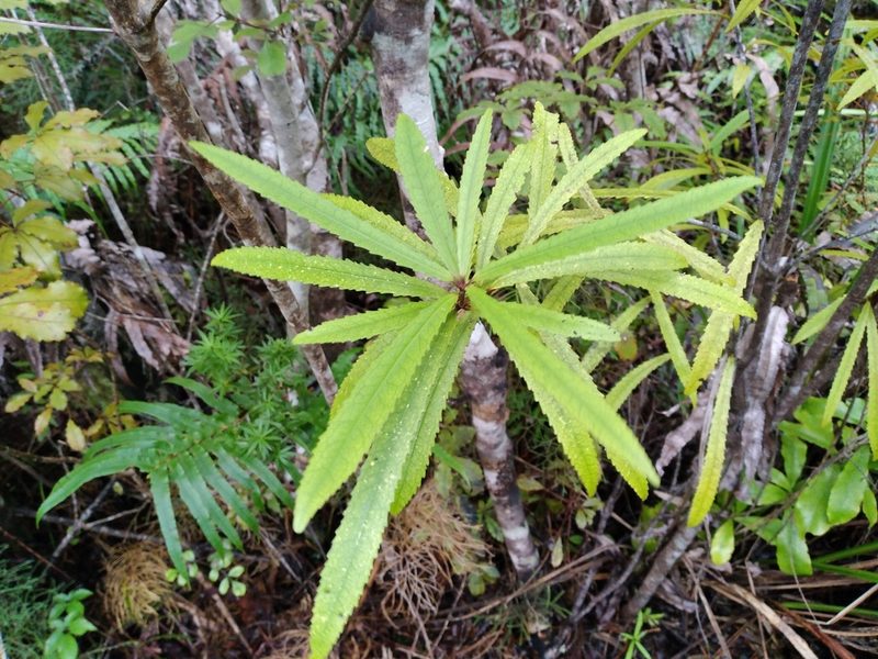Ixerba brexioides, photographed by Leon Perrie