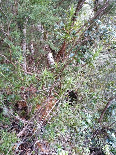 Dracophyllum patens, photographed by Leon Perrie