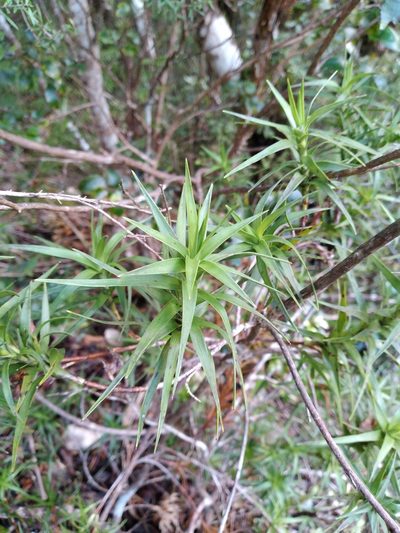 Dracophyllum patens, photographed by Leon Perrie